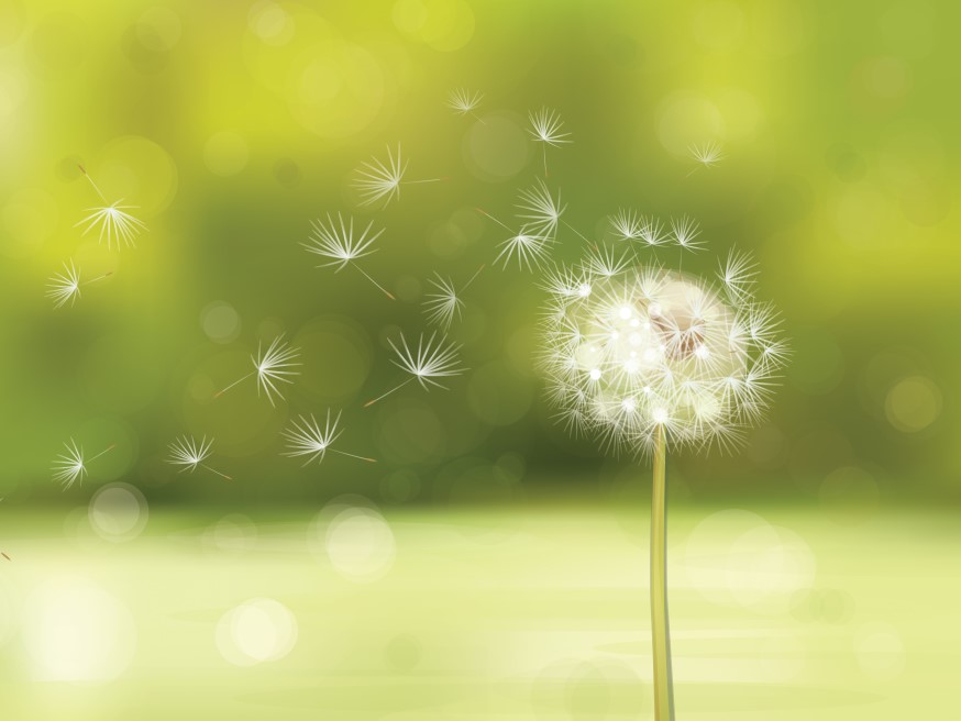 shutterstock 160642181 Vector of spring background with white dandelion